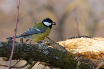 great tit on a branch