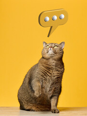 Adult gray straight-eared cat looking up at dialogue cloud, surprise