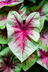 Elephant Ear Plant Leaf Close Up