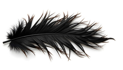 Obraz premium Black feather with elegant textures against a white background