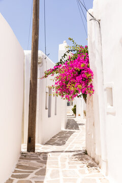 Fototapeta Walkway in Greek villages surrounded by growing bougainvillea, colorful doors, and whitewashed walls. 