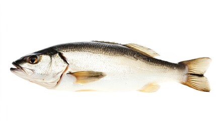 Obraz premium Fresh Sea Bass Fish Isolated on White Background for Culinary Use