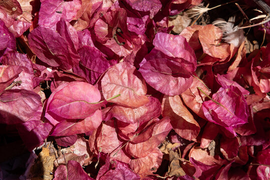 Close-up of dried bougainvillea in Greece in mid-afternoon sun.