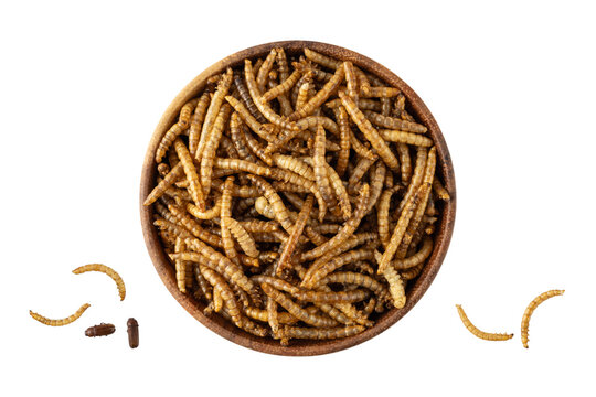 Dried edible mealworms and beetle in bamboo wooden bowl isolated on white background. Larvae of Tenebrio molitor as protein ingredients of food.
