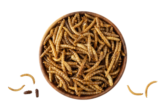 Dried edible mealworms and beetle in bamboo wooden bowl isolated on white background. Larvae of Tenebrio molitor as protein ingredients of food.