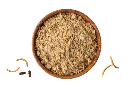 Powder or flour of edible mealworms in bamboo wooden bowl isolated on white background. Larvae of Tenebrio molitor as protein ingredients of food.