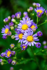 Light Purple Wild Flowers Close Up
