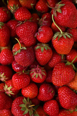 a lot of ripe fresh strawberries bright food background
