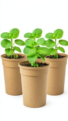 Fresh Green Seedlings in Eco-Friendly Pots on Light Background