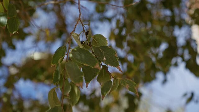 Close-up of ziziphus jujuba leaves with sunlight filtering through the branches in an outdoor setting of murcia, showcasing vibrant green foliage and small fruit.