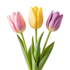 Fototapeta premium Three Colorful Tulips, Pink, Yellow, Purple in Full Bloom with Green Stems and Leaves. Isolated on Transparent Background