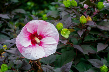 Pink White Hibiscus Flower Close Up