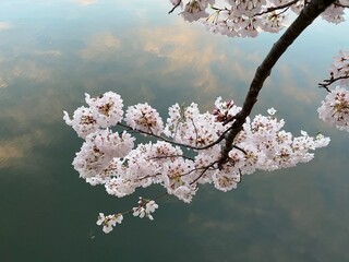 Blossoms