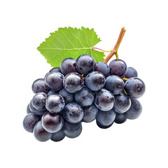 Dark Grapes on the Vine Fresh and Juicy,