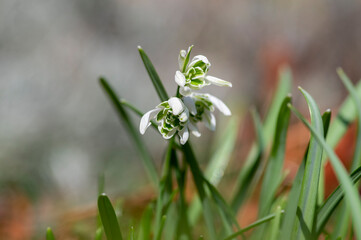 Galanthus nivalis flowering plants, bright white common snowdrop in bloom in sunlight daylight