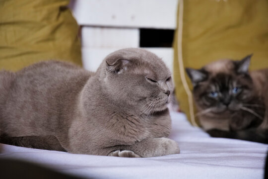 Grey Scottish Fold kitten peacefully napping on bed - Powered by Adobe