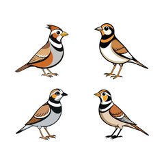 Fototapeta premium Birds Vector illustration set