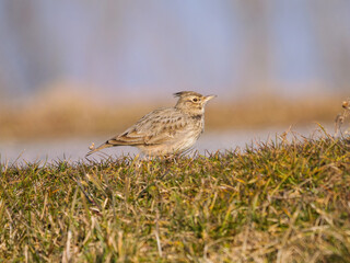 A close-up of a Crested Lark - Galerida cristata perched on a grassy mound in a natural setting.