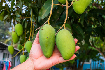 Farmer hand holding green mango on tree branch in a mango garden,summer fruit garden orchard,fresh...