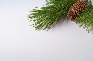 christmas tree branch with cones