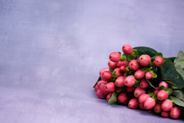 Hypericum branch with pink berries on a background of a lilac textured surface.