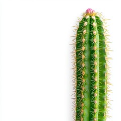 Naklejka premium Green Cactus Plant with Blooming Pink Flower Against White Background
