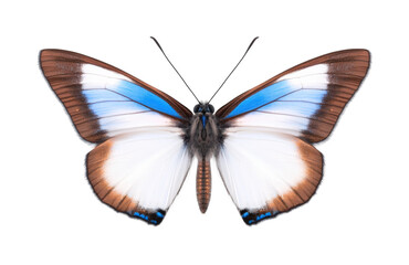 Butterfly conservation awareness nature beauty isolated on transparent background