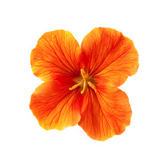 Vibrant Orange Flower Isolated on Black Background,