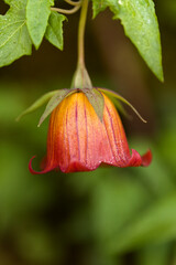 Flora of Gran Canaria -  Canarina canariensis, Canary bellflower natural macro floral background