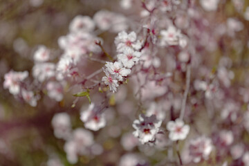 Horticulture of Gran Canaria -  almond trees blooming