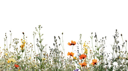 Wildflowers and grass growing with transparent background