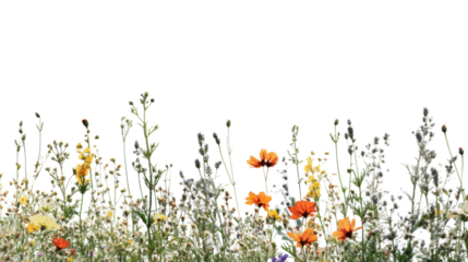 Wildflowers and grass growing with transparent background