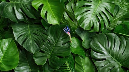 Fototapeta premium Tropical plant leaves, vibrant flower, lush foliage, nature background, botanical print, perfect for design, digital art