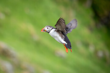 Fliegender Papagaitaucher