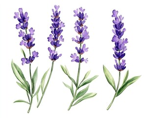 Fototapeta premium Charming Watercolor Lavender Floral Illustration: Hand-Painted Lavandula Blooms in Nature-Inspired Design