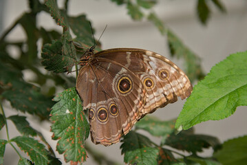Motyl egzotyczny © Stefan