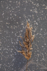 Frozen surface of a reservoir in winter. Ice.