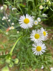 Obraz premium Daisy in the grass
