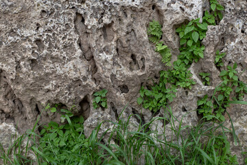 grass in stone wall close up