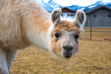 Fototapeta premium Headshot of a Llama in beige brown looking at the camera
