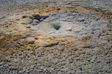Thermophiles and algae growing in the run off from a hot spring.