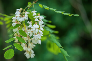 Blooming Acacia tree with white flowers in spring


