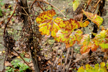 Autumn vineyard with withered grape leaves and dried grapes
