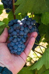 Hand holding a bunch of ripe blue grapes on the vine

