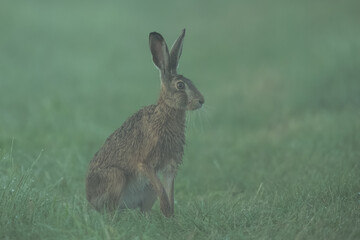 Hase im Nebel