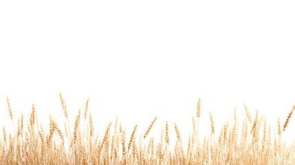 Fototapeta premium Golden wheat in a field. Isolated on white for a clean, minimalist look. Perfect for backgrounds or agricultural themes. 🌾