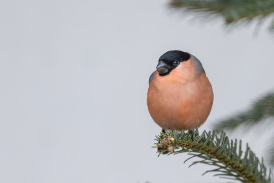 Dompfaff