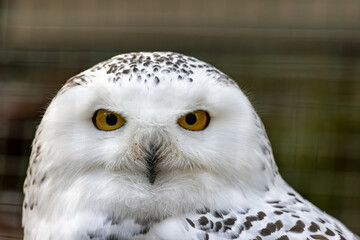 Schneeeule