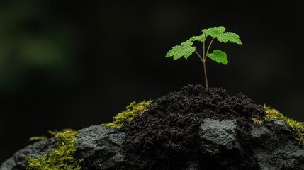 Sprout growing on mossy rock, dark forest background, nature renewal