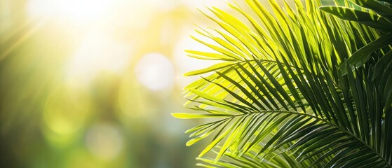 Obraz premium Lush green palm leaves basking in bright sunlight, symbolizing hope and renewal